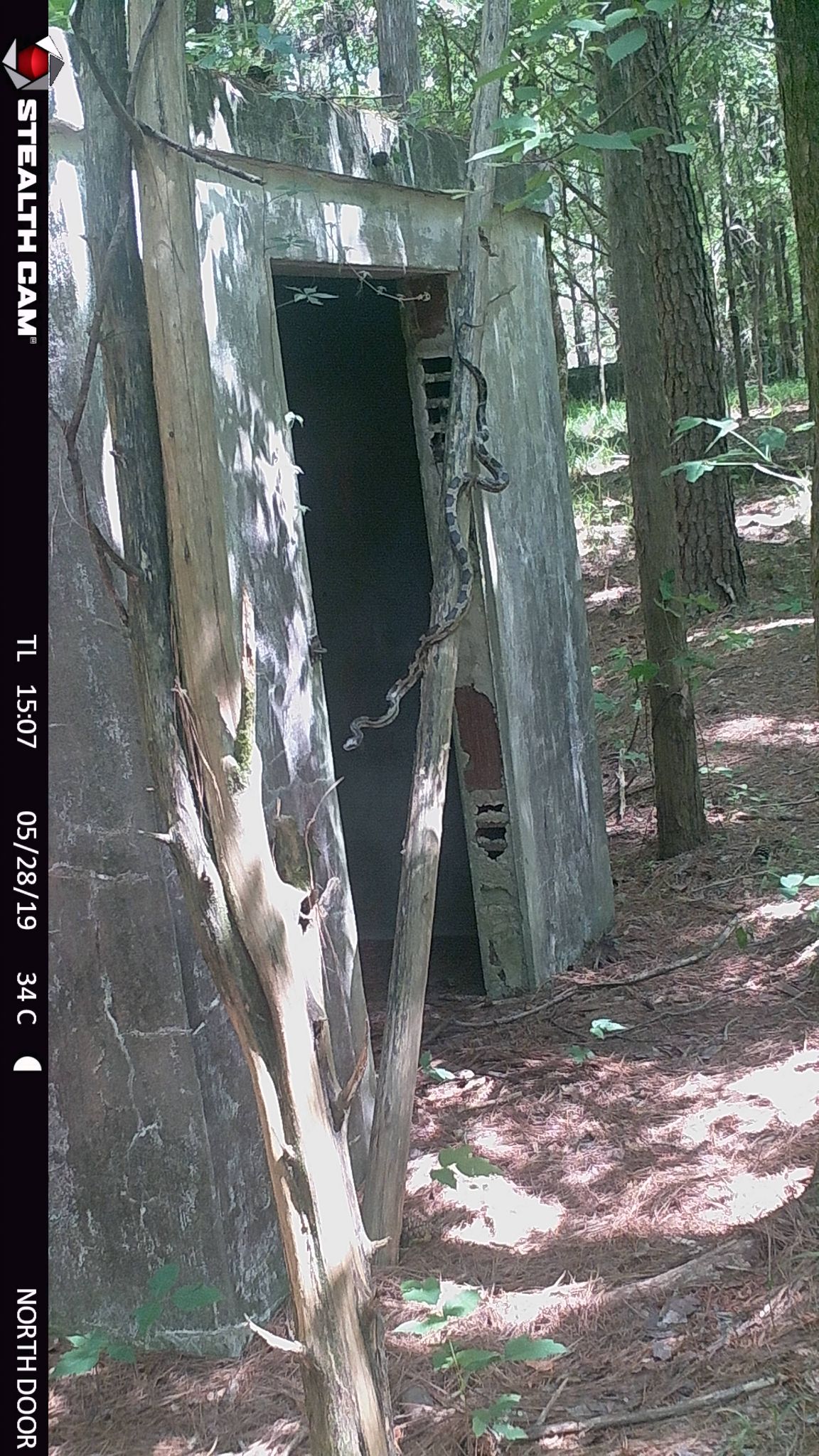 2 descending on diagonal tree